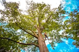 Best Commercial Tree Services  in Long Neck, DE