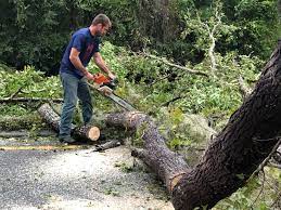 Best Stump Grinding and Removal  in Long Neck, DE