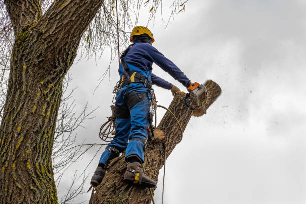 Best Firewood Processing and Delivery  in Long Neck, DE