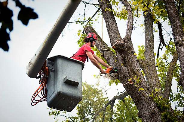 Why Choose Our Tree Removal Services in Long Neck, DE?